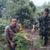 Polisi Menduga Tanaman Ganja di Kawasan BKSDA Gunung Guntur Sengaja Ditanam
