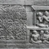 Ada Spesies Tumbuhan Era Jawa Kuno di Relief Candi Borobudur