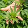 Sejumlah Negara Legalkan Cannabis Sativa, BNN: Tidak Ada Wacana Legalisasi Ganja di Indonesia
