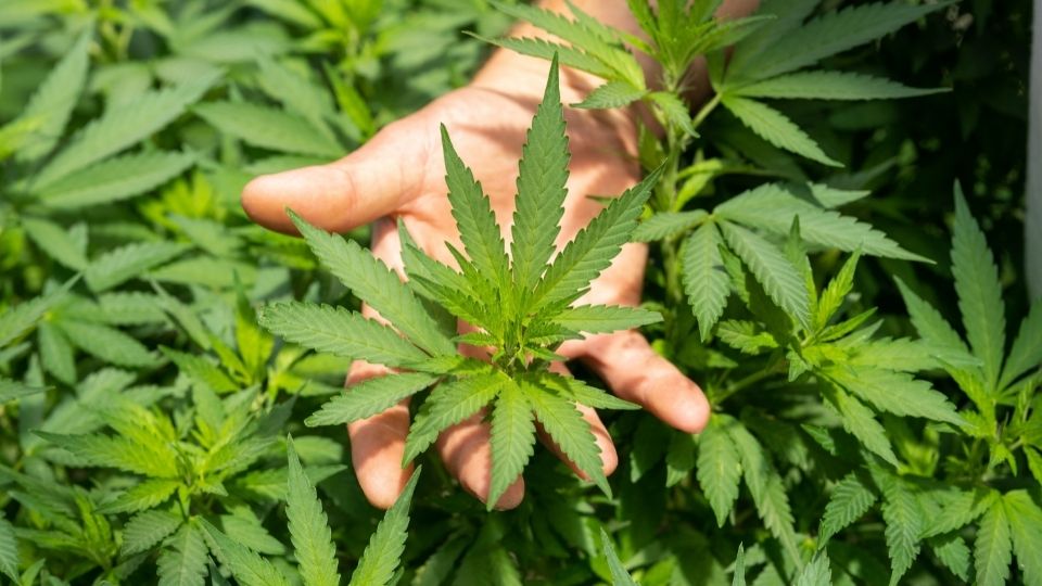 Sejumlah Negara Legalkan Cannabis Sativa, BNN: Tidak Ada Wacana Legalisasi Ganja di Indonesia
