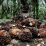 Kemen LHK: 793 Ribu Hektare Hutan Kalteng Dikuasai Korporasi Sawit dan Tambang Ilegal