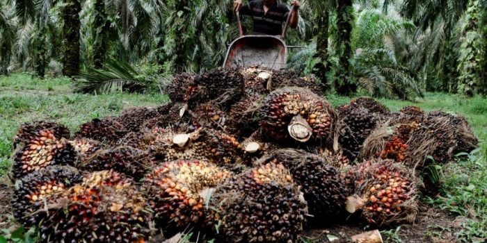 Kemen LHK: 793 Ribu Hektare Hutan Kalteng Dikuasai Korporasi Sawit dan Tambang Ilegal