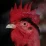 Ayam Jantan Bernama 'Pitikok' Disidang di Prancis Selatan, Kenapa?