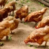 Peternak di Thailand Berikan Pakan Ganja untuk Ayam-ayamnya, Kualitas Daging Unggul