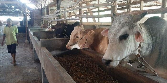 Hewan Terjangkit Penyakit Mulut Kuku di Kabupaten Cirebon Meningkat, 819 Sapi dan 80 Kerbau
