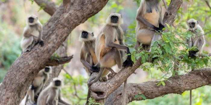 Serangan Monyet Liar Tewaskan Bayi Usia 4 Bulan