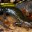 Tim Peneliti di University George Washington Temukan 3 Spesies Baru Salamander Perut Hitam