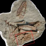 Fosil ini ungkap dinosaurus muda terpotong-potong di dalam perut sepupu T-rex