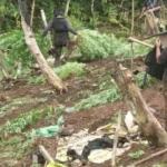 Polisi Amankan 2.000 Batang 70 Kg Ganja Kering Siap Edar di Luas Lahan 2 Hektar, Jarak Tempuh 9 Jam Lokasi Perbukitan Terjal Curam di Empat Lawang