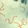 lustrasi bakteri Streptococcus pyogenes. Di Jepang terjadi lonjakan kasus infeksi bakteri Streptokokus Grup A,