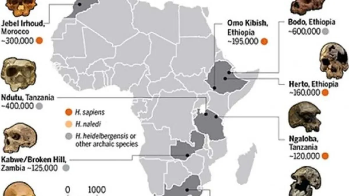 Infografis asal usul manusia di Afrika. (Jurnal Science)