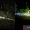 Tangkap layar dari cuplikan video yang direkam oleh warga saat adanya kemunculan seekor macan tutul di Desa Gu